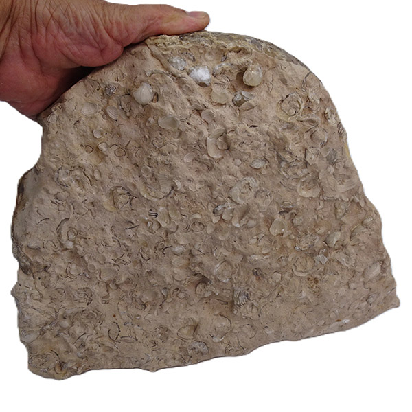 Gauthiericeras sp. - Imagen 4