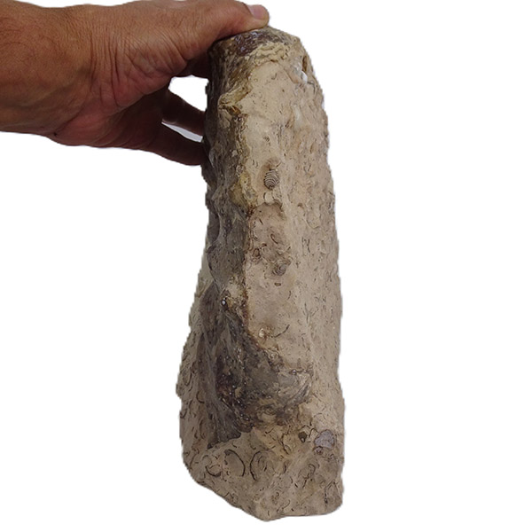 Gauthiericeras sp. - Imagen 5