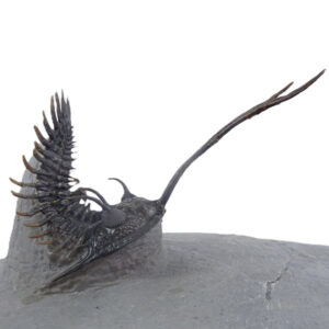 Walliserops trifurcatus