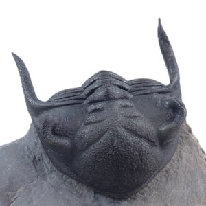 Kayserops marocanensis