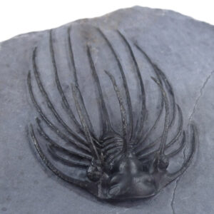 Heliopeltis johnsoni