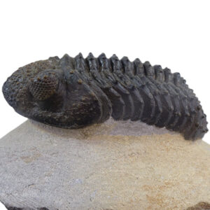 Drotops armatus acurata