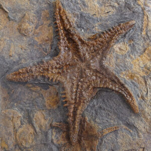 Asteroidea y Ophiuroidea Protasteridae