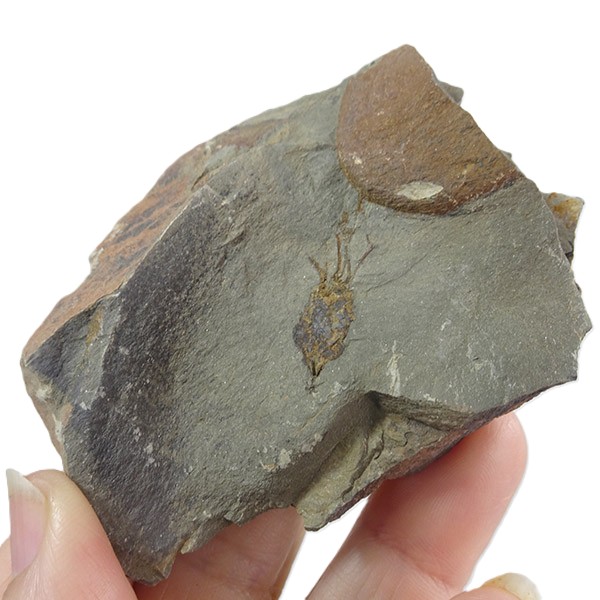 Balantiocystis regnelli - Imagen 2