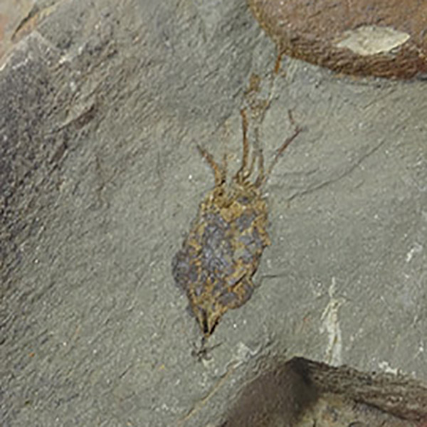 Balantiocystis regnelli