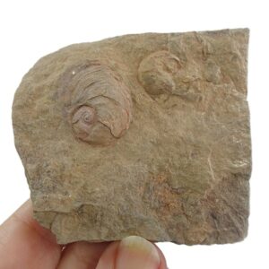 Pelecyogyra fezouataensis