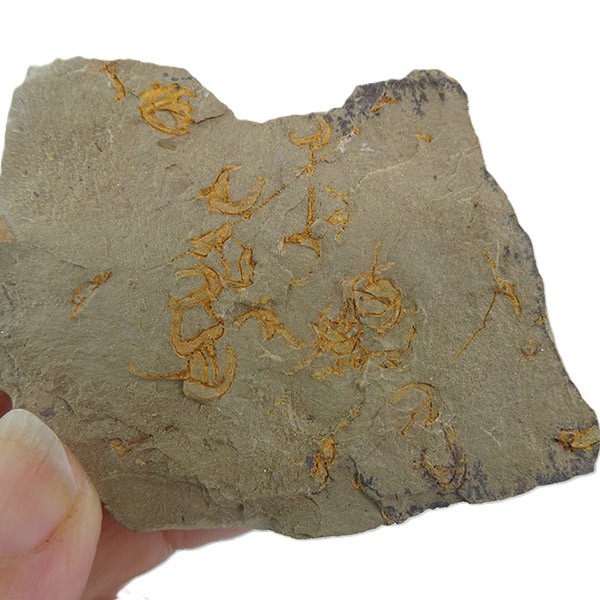 Galliaecystis sp. - Imagen 2