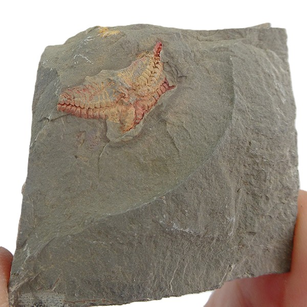 Asteroidea - Imagen 2