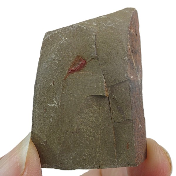 Setapedites abundantis