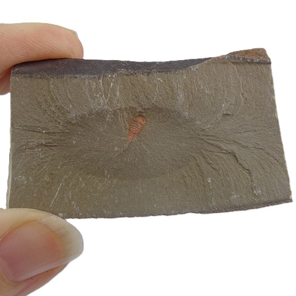 Setapedites abundantis VENDIDO - Imagen 2