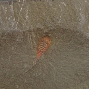 Setapedites abundantis