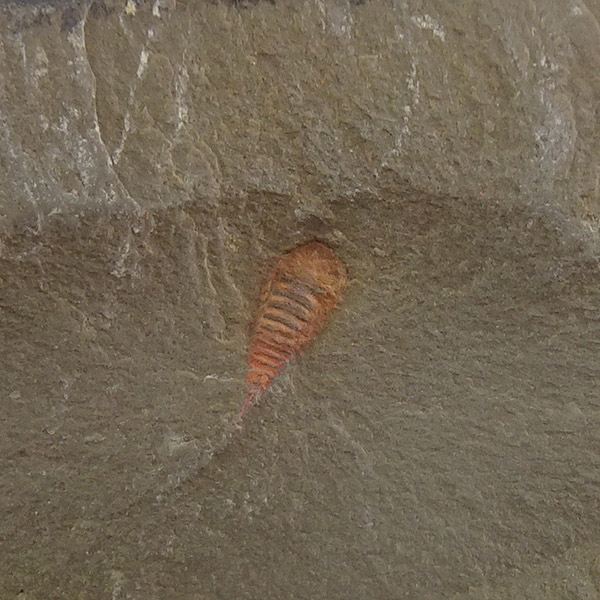 Setapedites abundantis VENDIDO