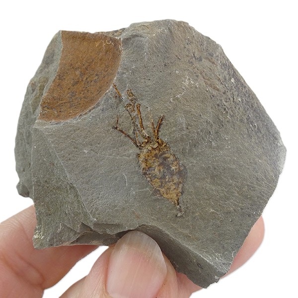 Balantiocystis regnelli - Imagen 2