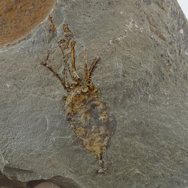 Balantiocystis regnelli