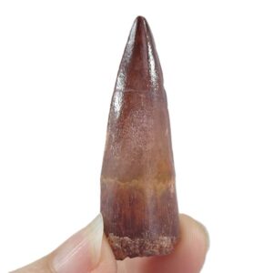 Spinosaurus aegyptiacus