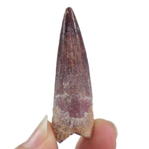 Spinosaurus aegyptiacus