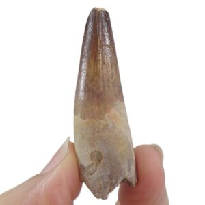 Spinosaurus aegyptiacus