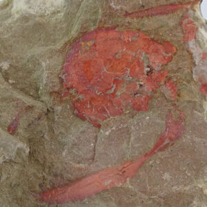 Nimchacystis agterbosi