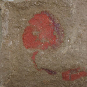 Nimchacystis agterbosi