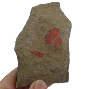 Nimchacystis agterbosi