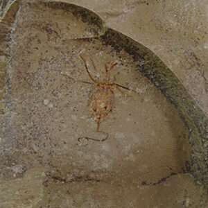 Balantiocystis regnelli