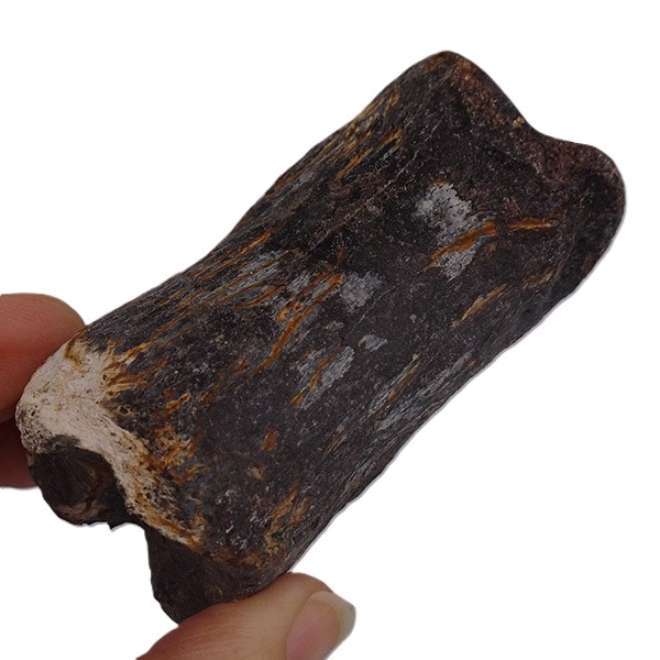 Bison priscus VENDIDO - Imagen 3