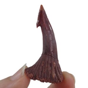 Onchopristis numidus