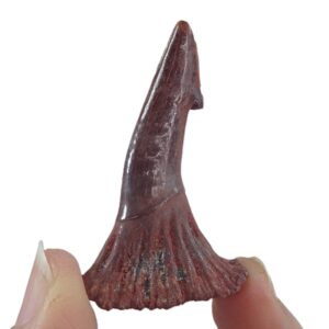 Onchopristis numidus