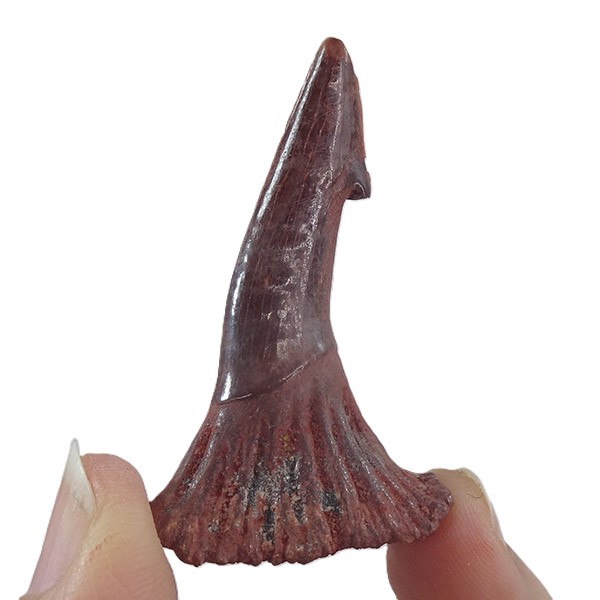 Onchopristis numidus