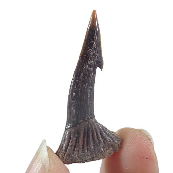 Onchopristis numidus - Imagen 3