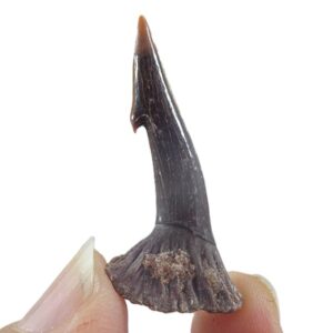 Onchopristis numidus