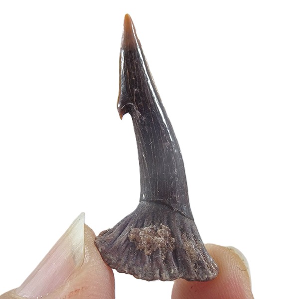 Onchopristis numidus