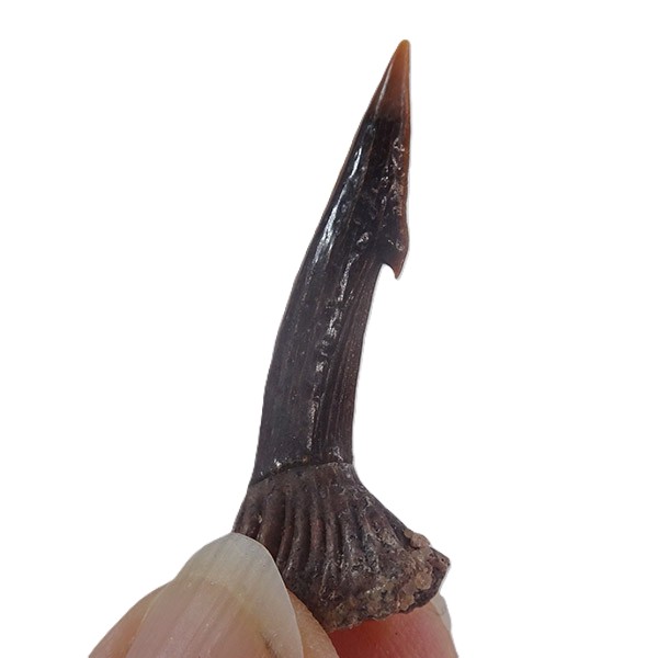 Onchopristis numidus - Imagen 4