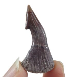 Onchopristis numidus