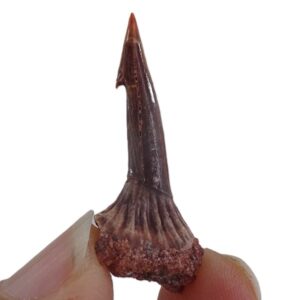 Onchopristis numidus