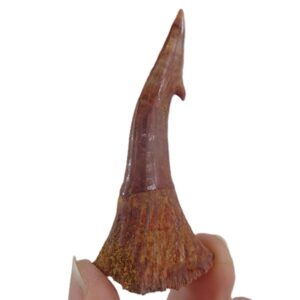 Onchopristis numidus