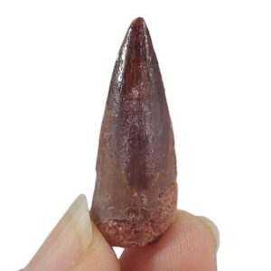 Spinosaurus aegyptiacus