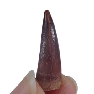 Spinosaurus aegyptiacus