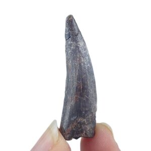 Suchomimus tenerensis