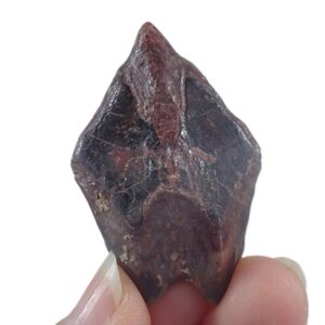 Lepidotes pankowskii