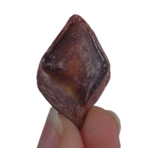 Lepidotes pankowskii