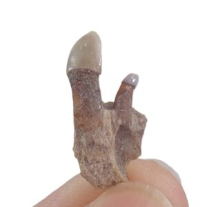 Familia Merlucciidae