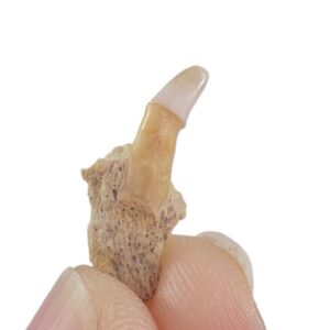 Familia Merlucciidae