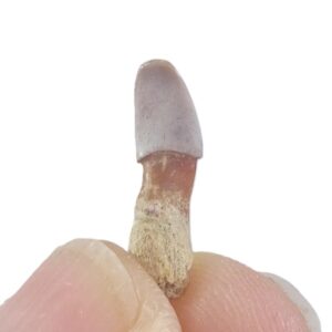 Familia Merlucciidae