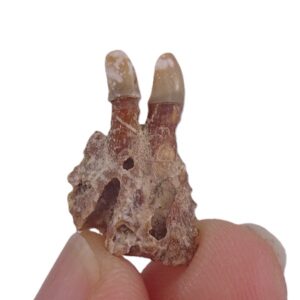 Familia Merlucciidae