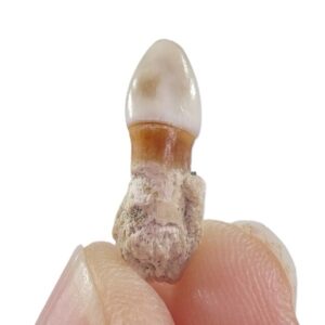 Familia Merlucciidae