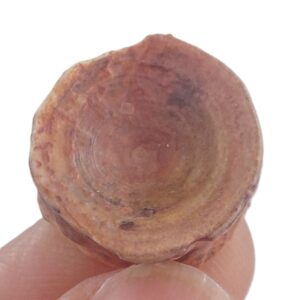 Onchopristis numidus