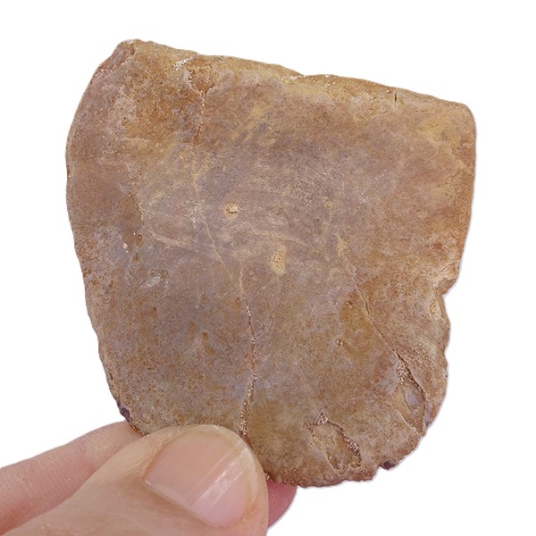 Crocodylomorpha - Imagen 2