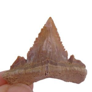 Palaeocarcharodon orientalis