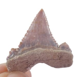 Palaeocarcharodon orientalis